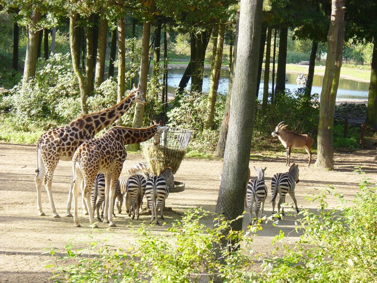 Europarcs De Hooge Veluwe Parco vacanze Arnhem